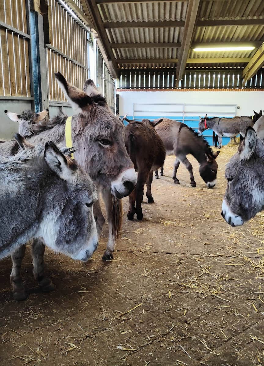 Donkey Sanctuary, Exeter Donkey Sanctuary, Exeter