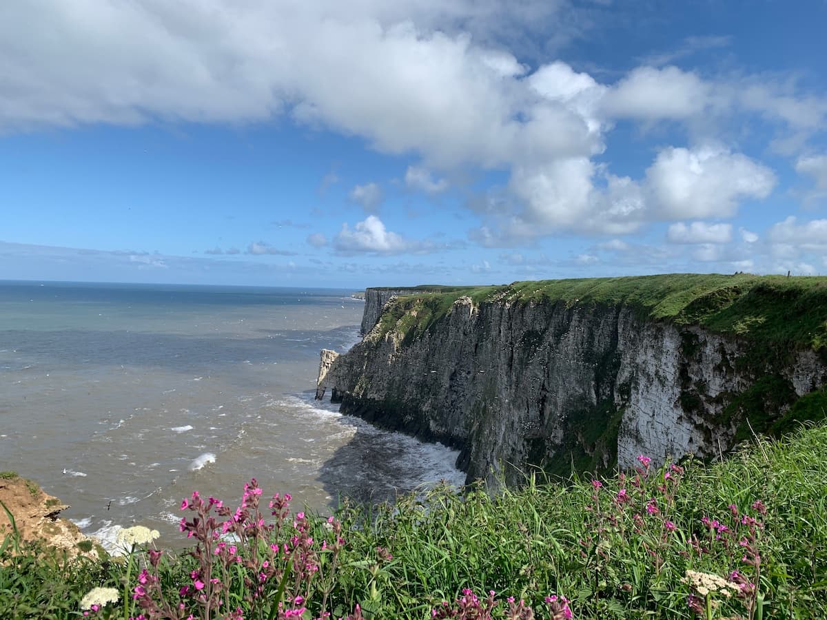 England, Bempton Cliffs England, Bempton Cliffs