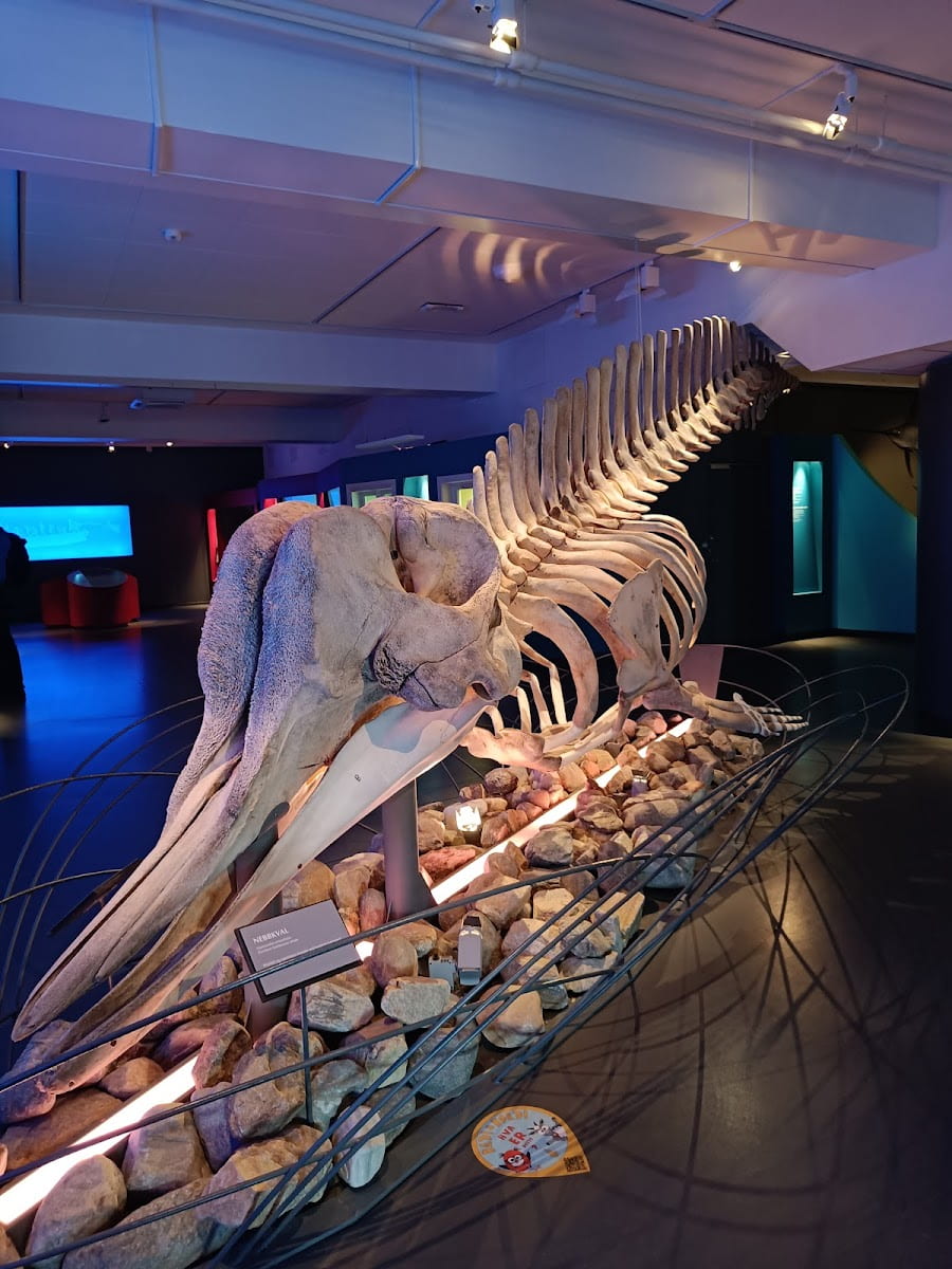 Female sperm whale, Arctic University Museum Female sperm whale, Arctic University Museum