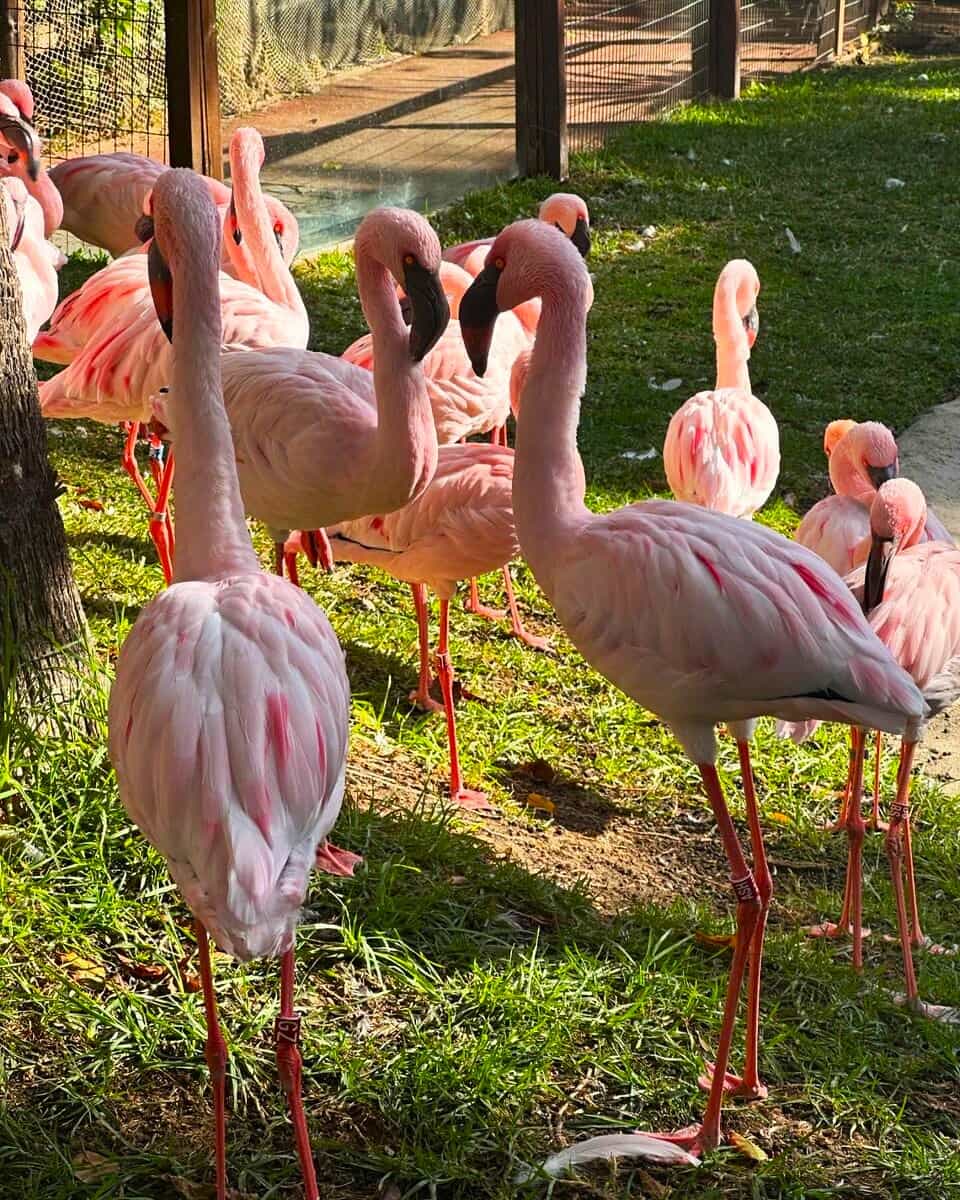 Flamingo in Selwo Park, Marbella Flamingo in Selwo Park, Marbella