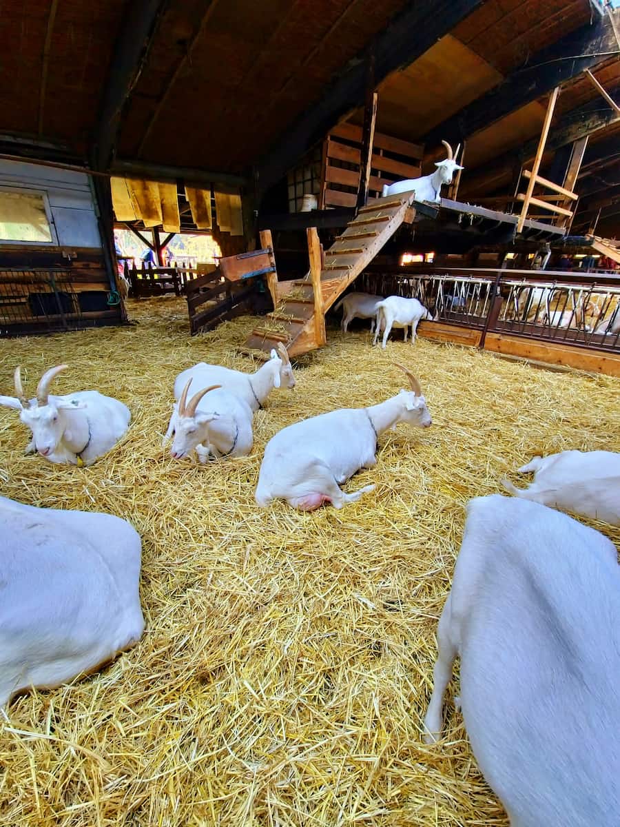 Geitenboerderij Ridammerhoeve Amsterdam Geitenboerderij Ridammerhoeve Amsterdam