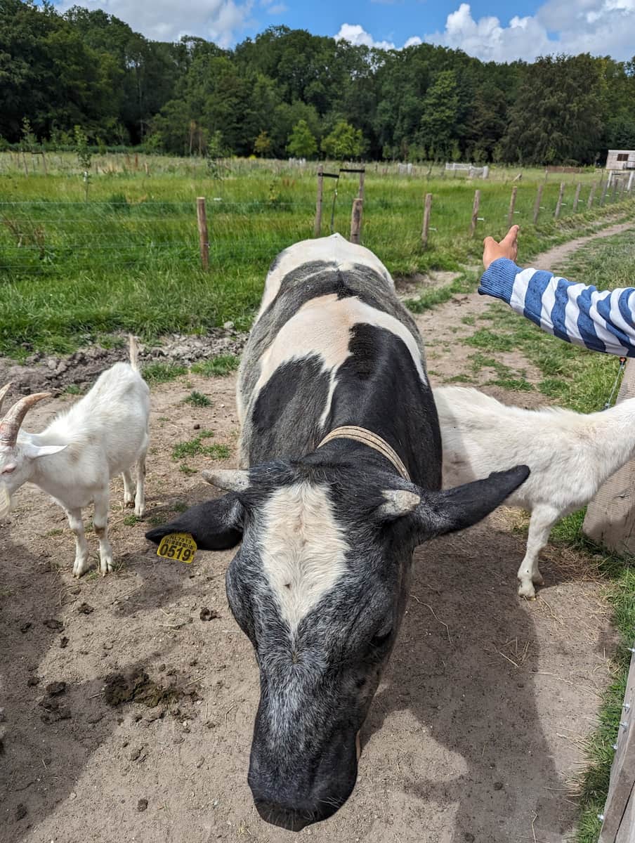 Geitenboerderij Ridammerhoeve Amsterdam Geitenboerderij Ridammerhoeve Amsterdam
