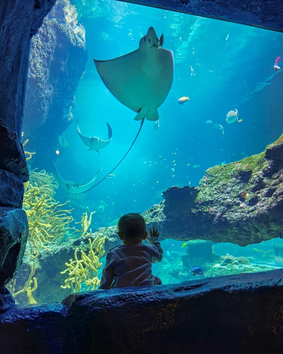 Giant oceanic ray, Musée de la Mer, Biarritz Giant oceanic ray, Musée de la Mer, Biarritz