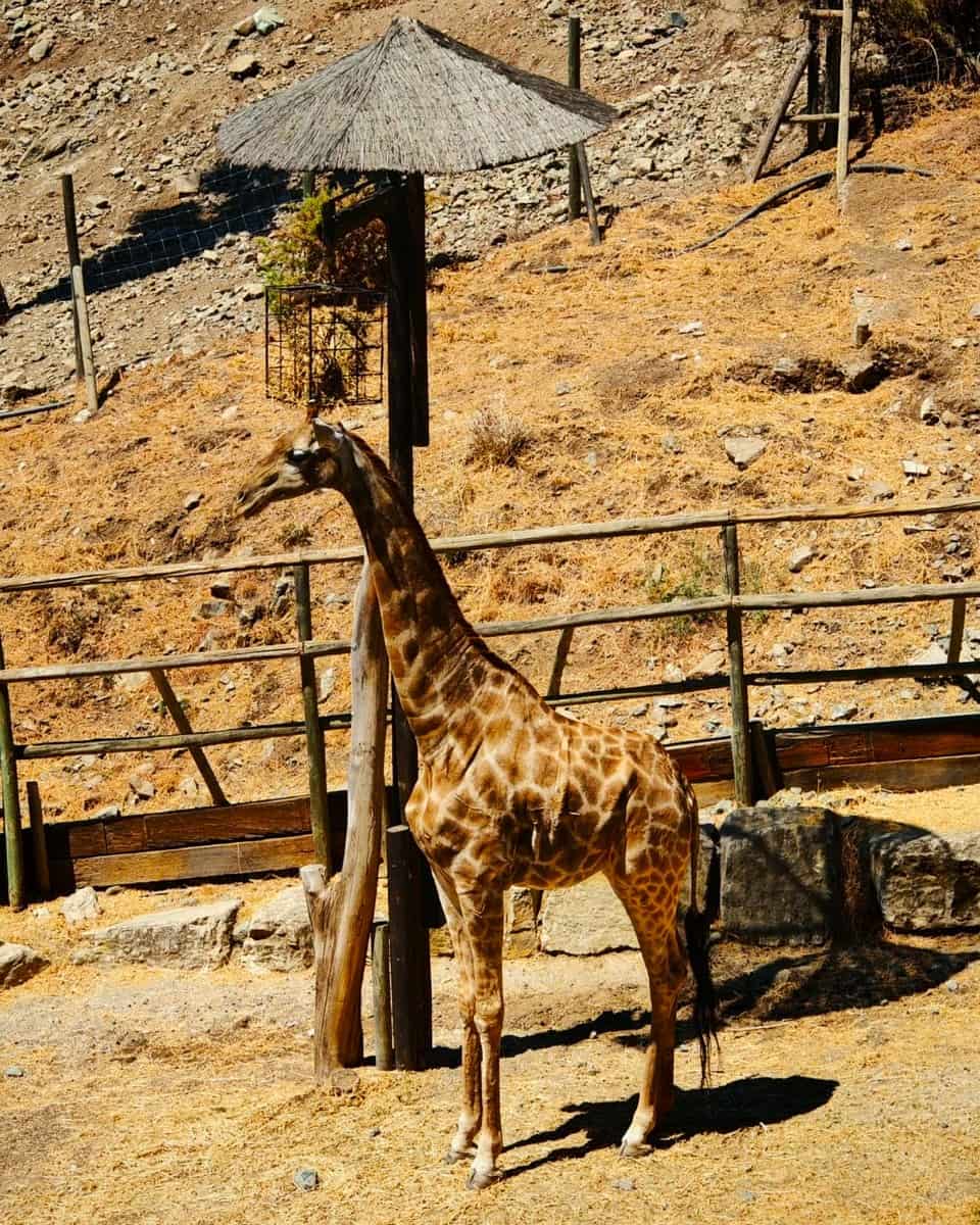 Giraffe in Selwo Park, Marbella Giraffe in Selwo Park, Marbella