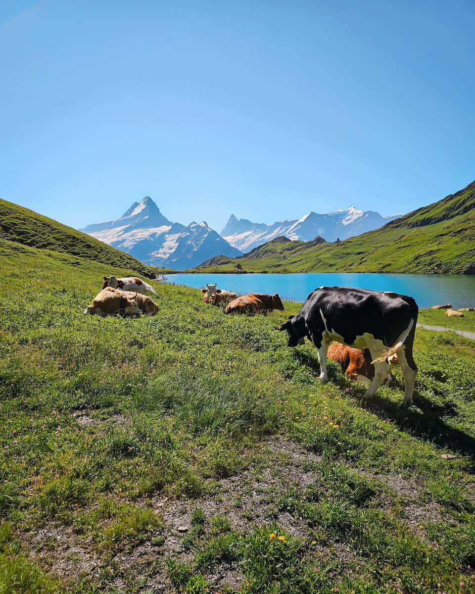 Grindelwald, Bachalpsee Lake Grindelwald, Bachalpsee Lake
