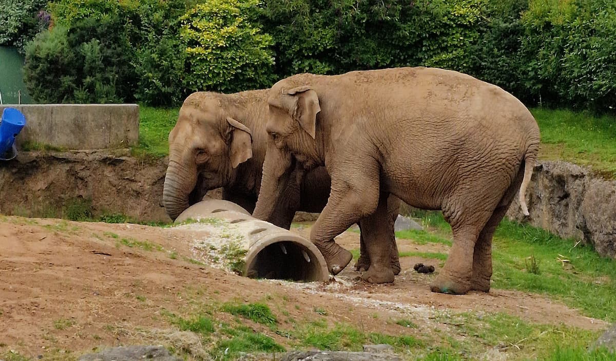 Heidelberg Zoo