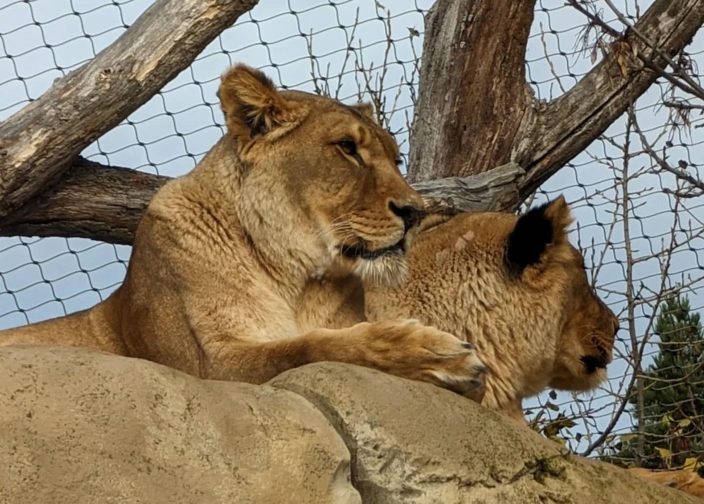 Heidelberg Zoo