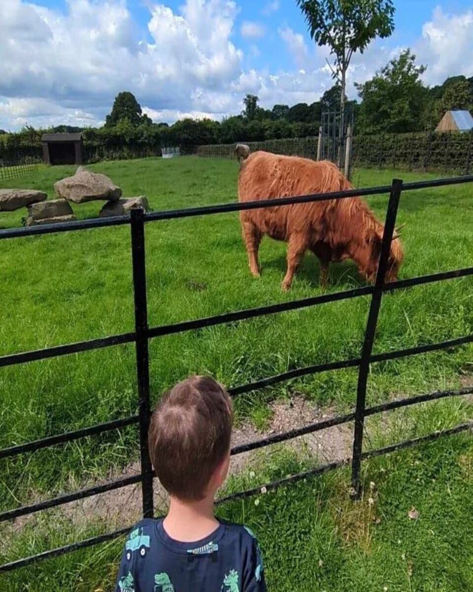 Highland cattle in Graves Park Animal Farm, Sheffield Highland cattle in Graves Park Animal Farm, Sheffield