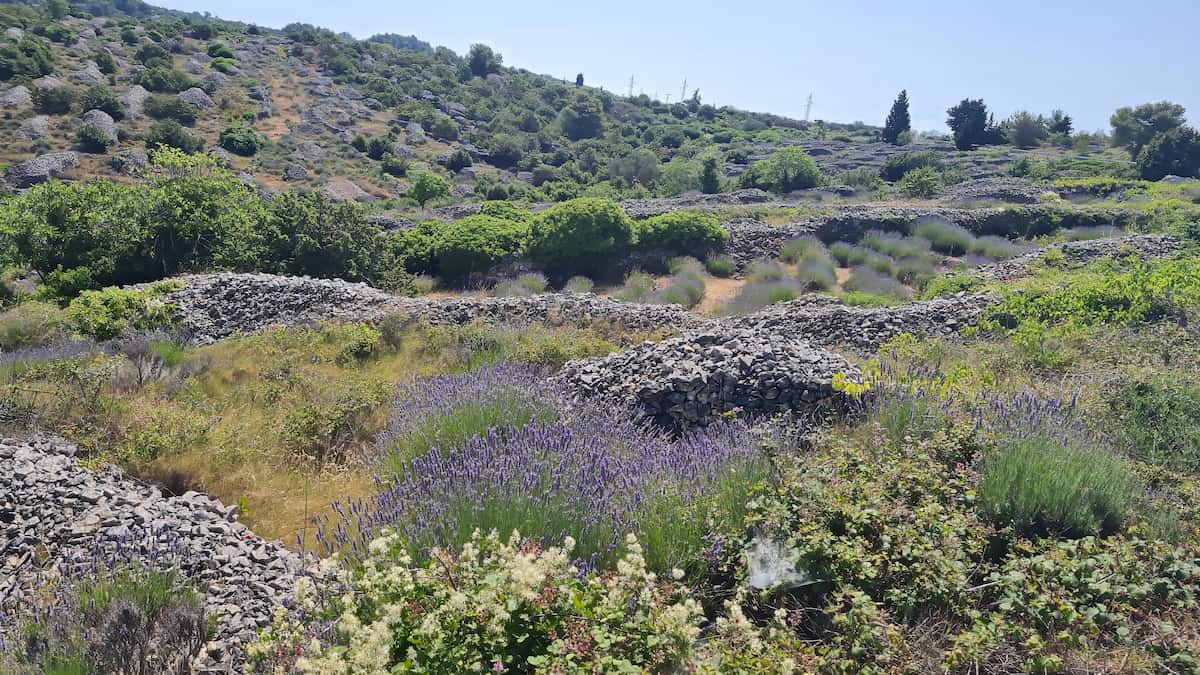 Hvar, Lavender Fields Hvar, Lavender Fields