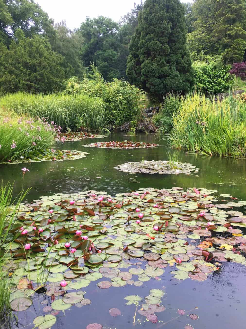 Japanese Garden Lake, Preston Japanese Garden Lake, Preston
