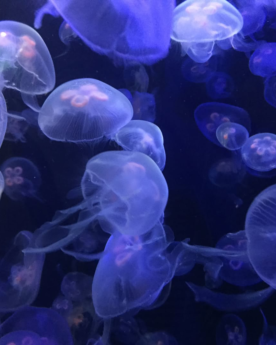 Jellyfish, Musée de la Mer, Biarritz Jellyfish, Musée de la Mer, Biarritz