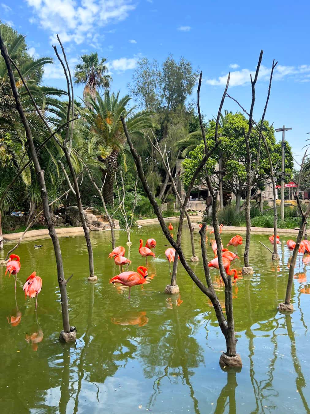 Lagos_Zoo_Flamingo_Portugal1 Lagos Zoo Flamingo, Portugal