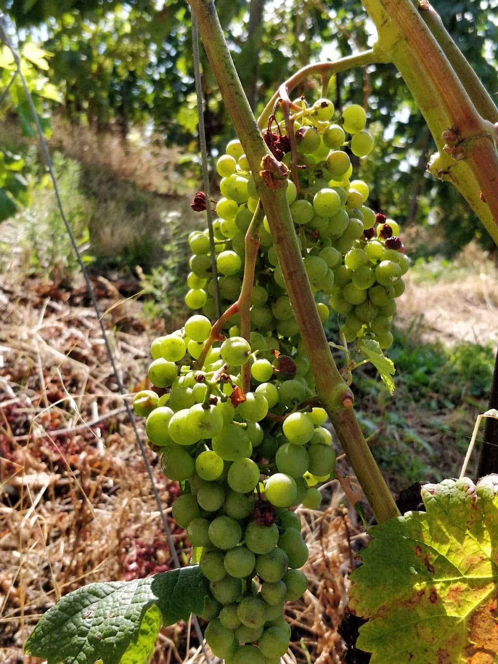 Lavaux Vinorama Grape, Switzerland Lavaux Vinorama Grape, Switzerland