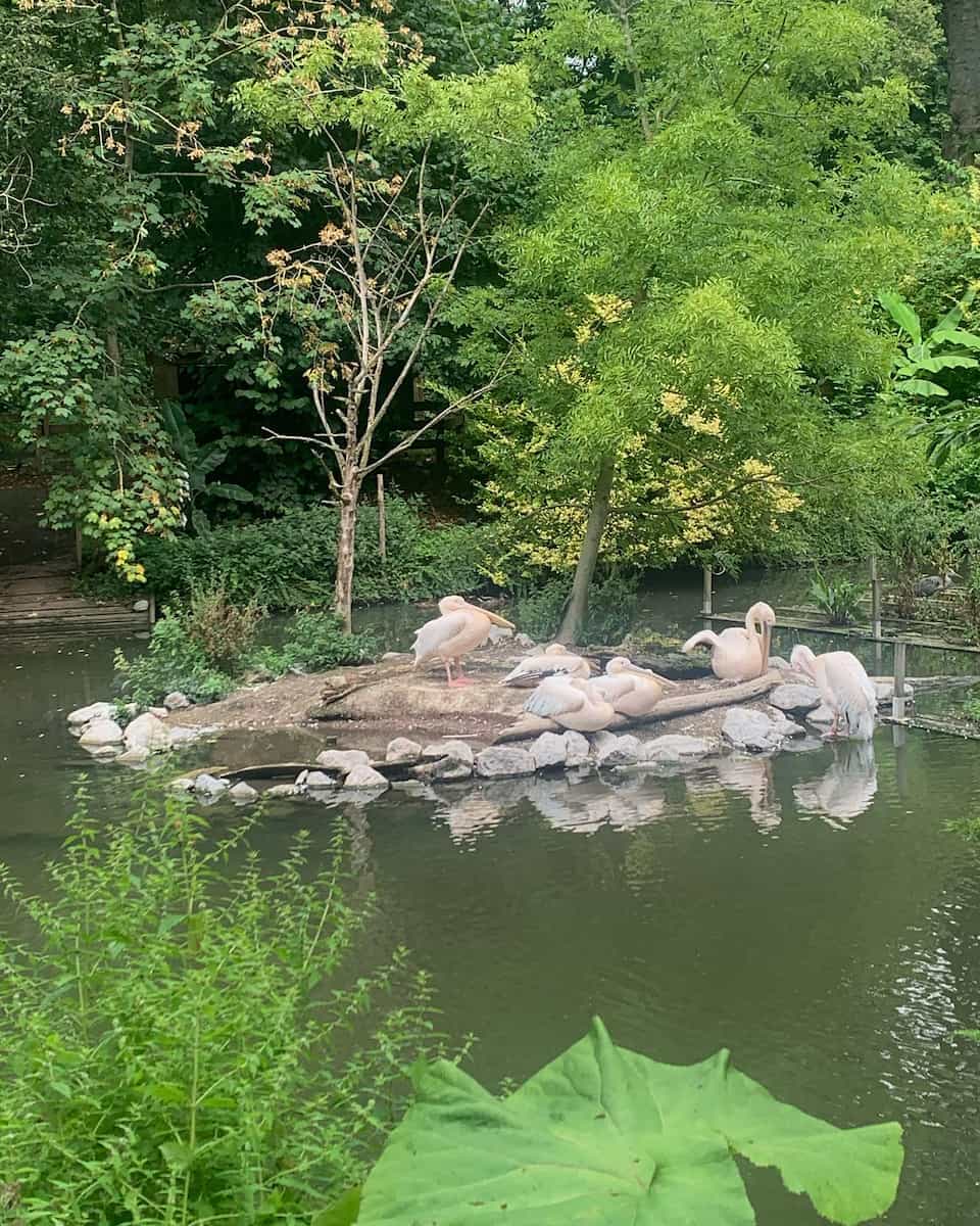 Lille Zoo Lille Zoo