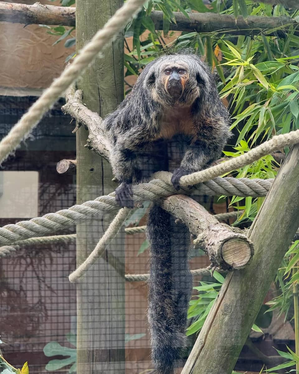 Lille Zoo Lille Zoo
