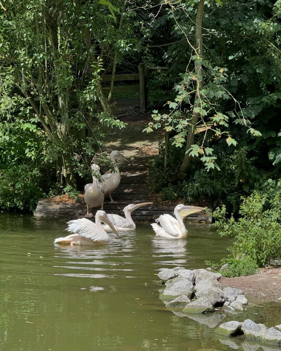 Lille Zoo Lille Zoo