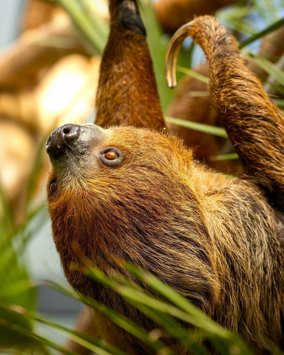 Linnaeus's two-toed sloth, Paignton Zoo, Devon Linnaeus's two-toed sloth, Paignton Zoo, Devon