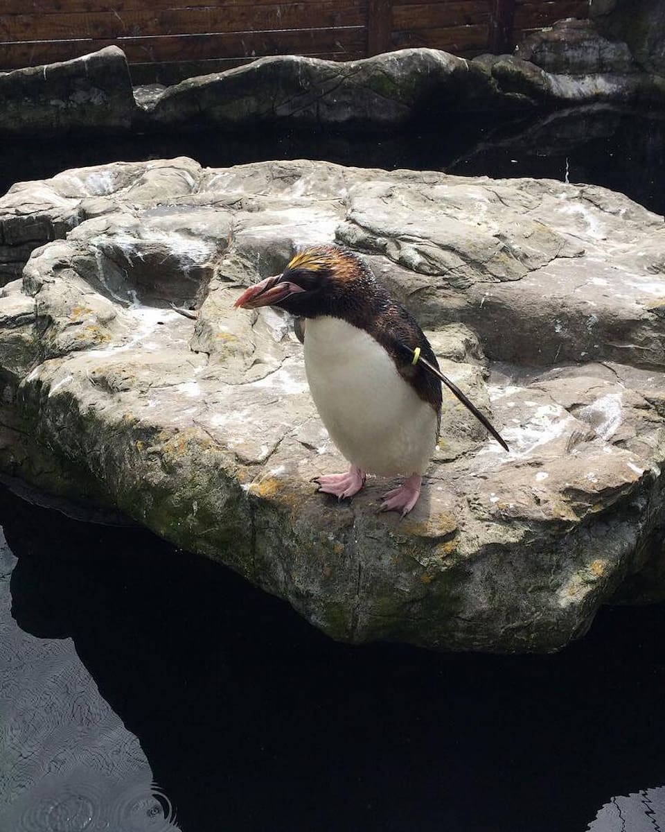 Living Coasts Torquay Living Coasts Torquay