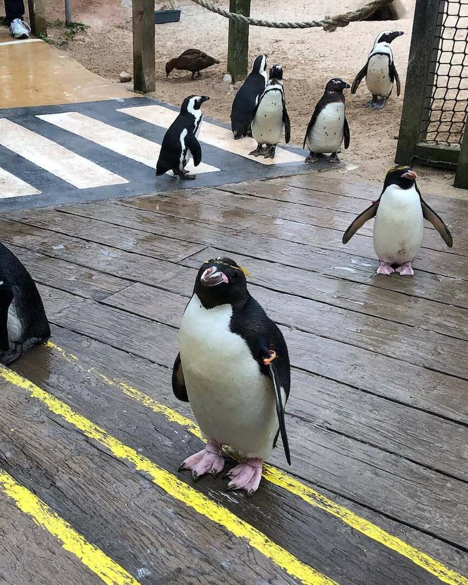 Living Coasts Torquay Living Coasts Torquay