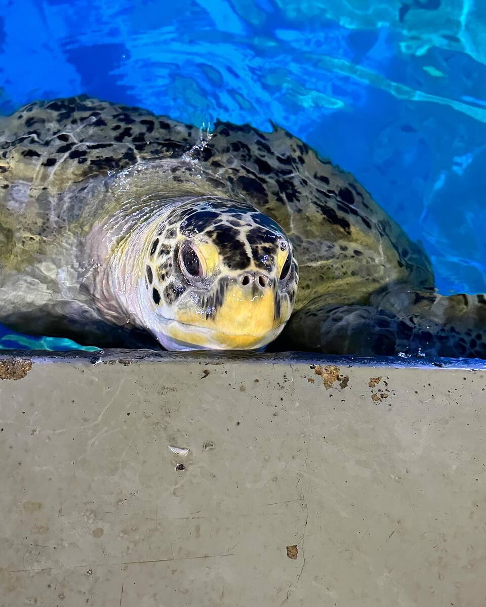 Loggerhead sea turtle in National Marine Aquarium, Plymouth Loggerhead sea turtle in National Marine Aquarium, Plymouth