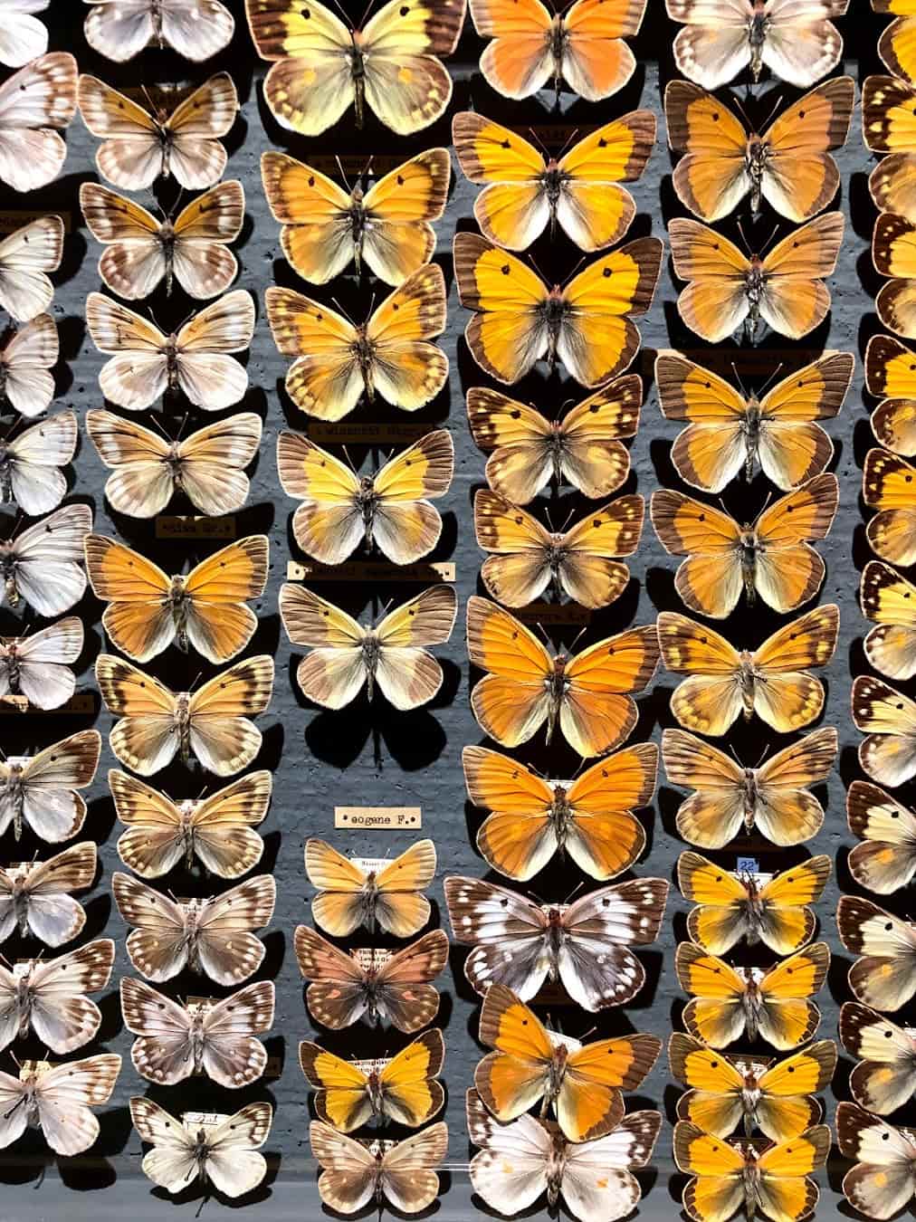 Lucerne Nature Museum Butterflies, Switzerland Lucerne Nature Museum Butterflies, Switzerland