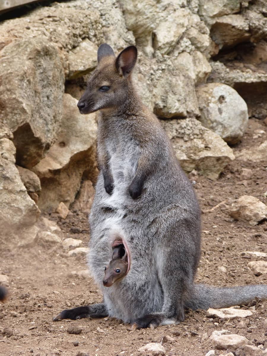 Menorca Zoo, Kangaroo Menorca Zoo, Kangaroo