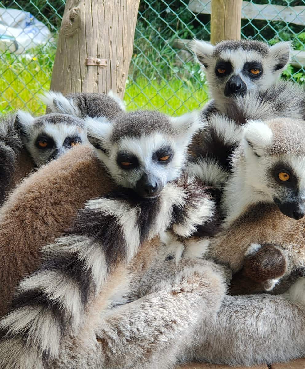 Menorca Zoo, Lemurs Menorca Zoo, Lemurs