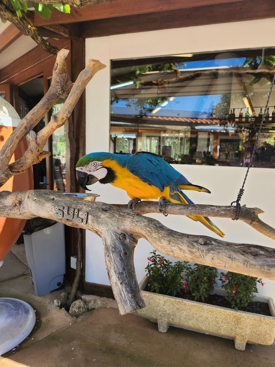 Menorca Zoo, Macaw Parrot Menorca Zoo, Macaw Parrot
