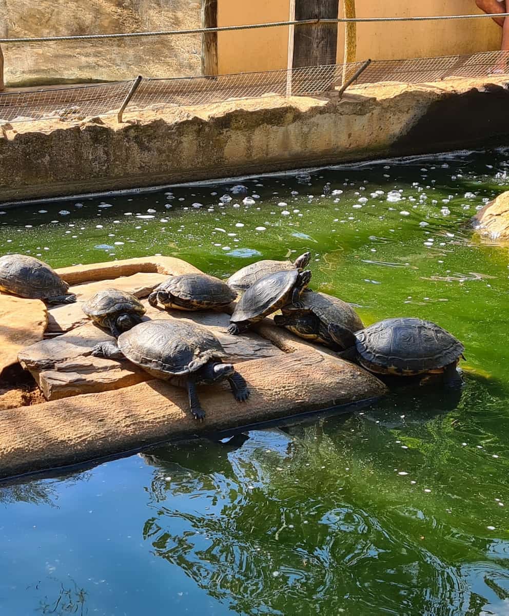 Menorca Zoo, Turtles Menorca Zoo, Turtles