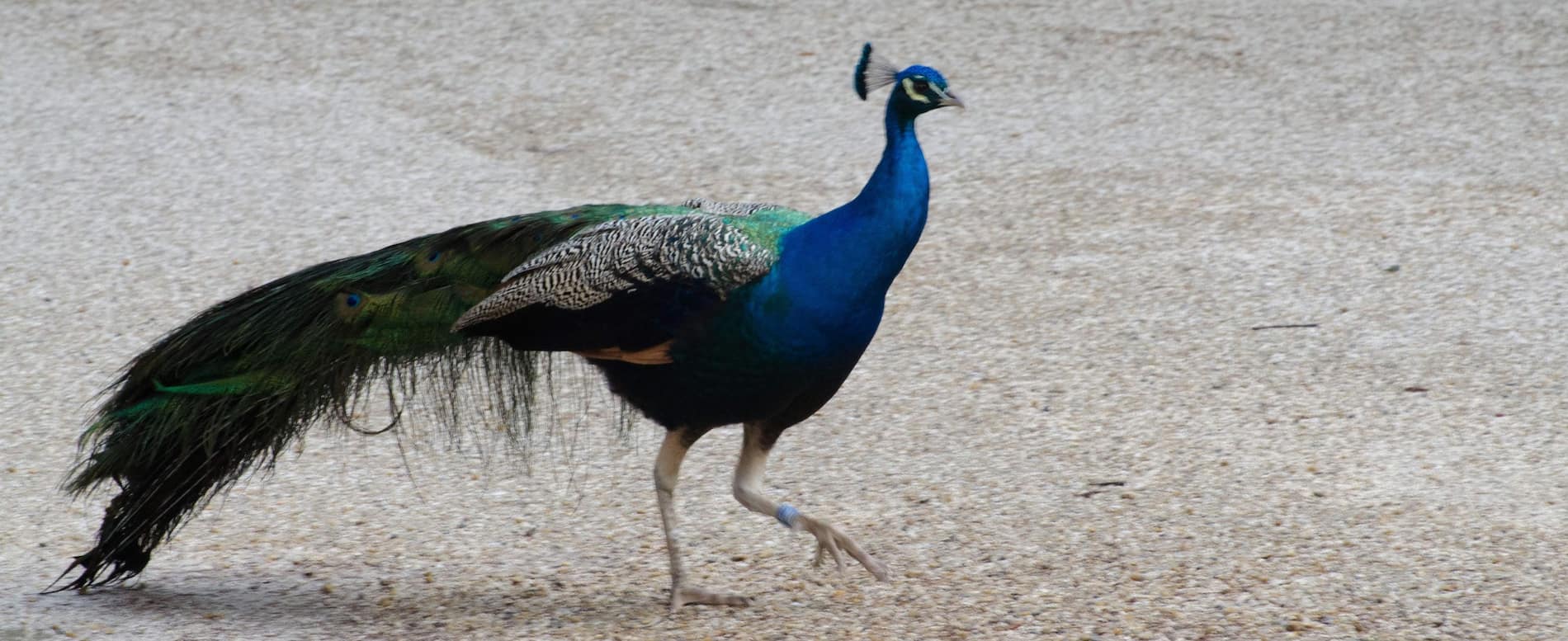 Montpellier Zoological Park