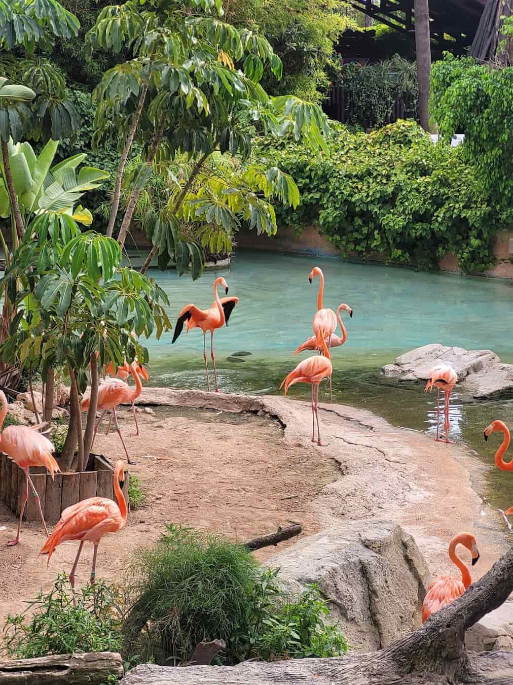 Mundomar Marine Park Flamingo, Spain Mundomar Marine Park Flamingo, Spain
