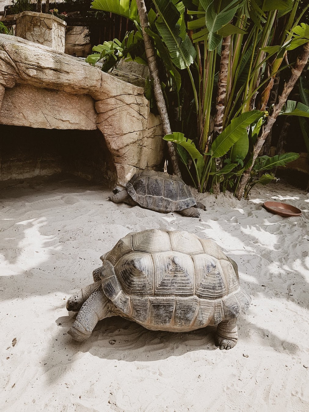 Mundomar Marine Park Turtles, Spain Mundomar Marine Park Turtles, Spain