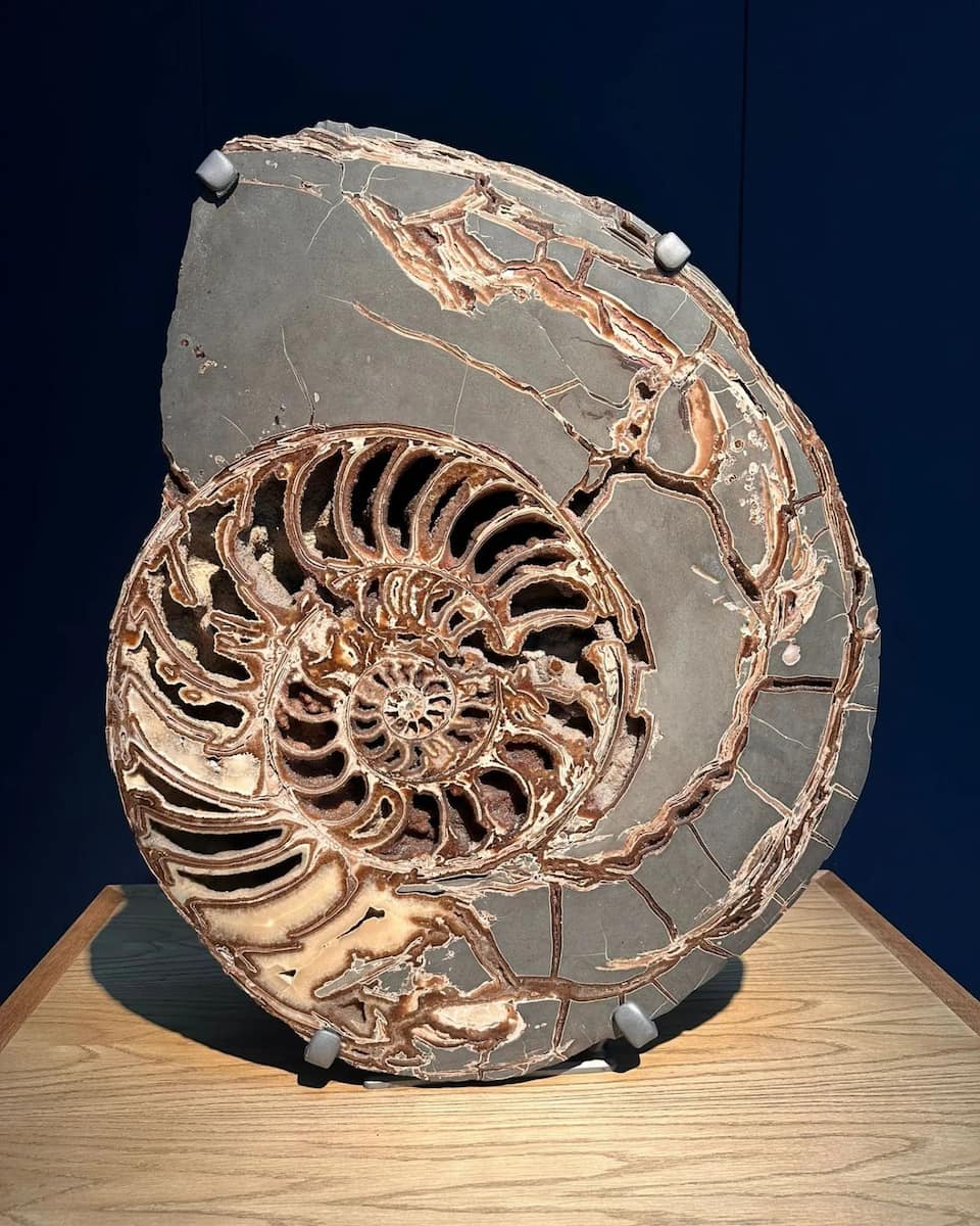 Nantes, Natural History Museum, Ammonite Nantes, Natural History Museum, Ammonite
