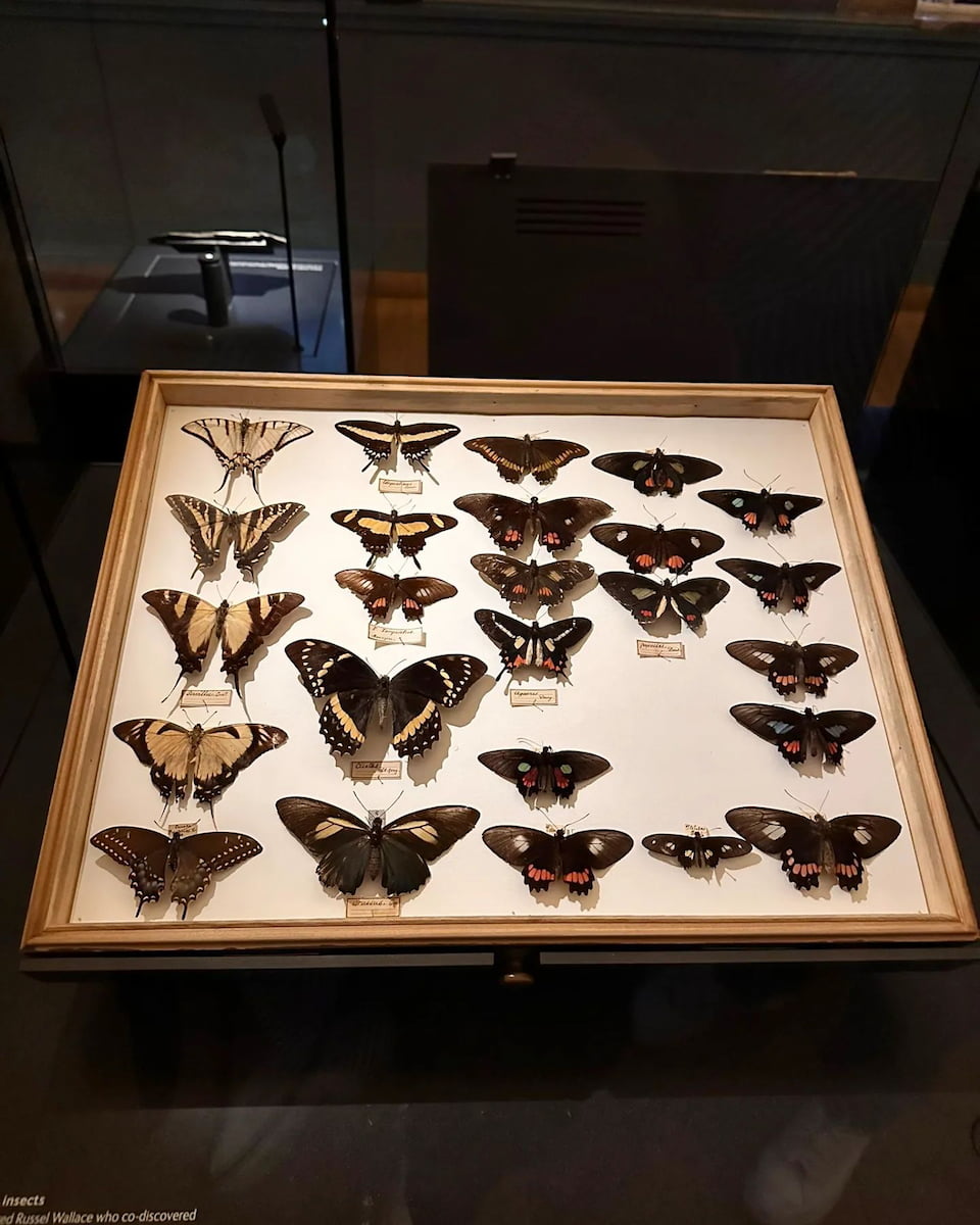 Nantes, Natural History Museum, Butterflies Nantes, Natural History Museum, Butterflies