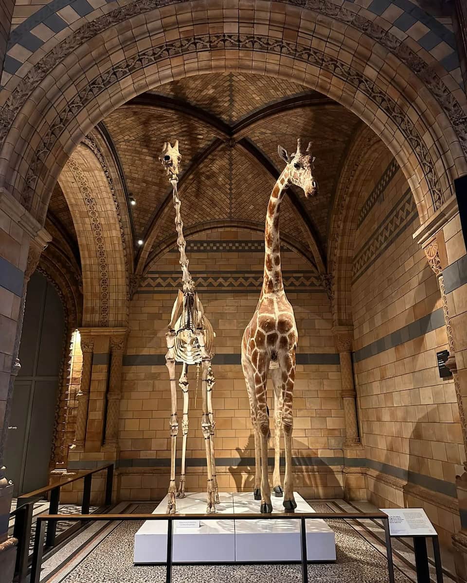 Nantes, Natural History Museum, Giraffes Nantes, Natural History Museum, Giraffes