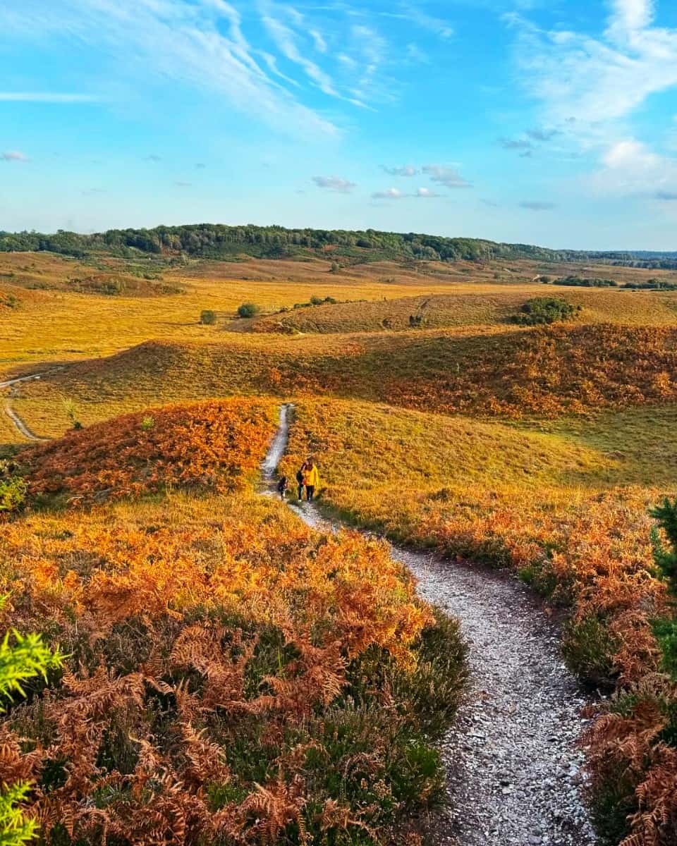 New Forest National Park, Hampshire New Forest National Park, Hampshire