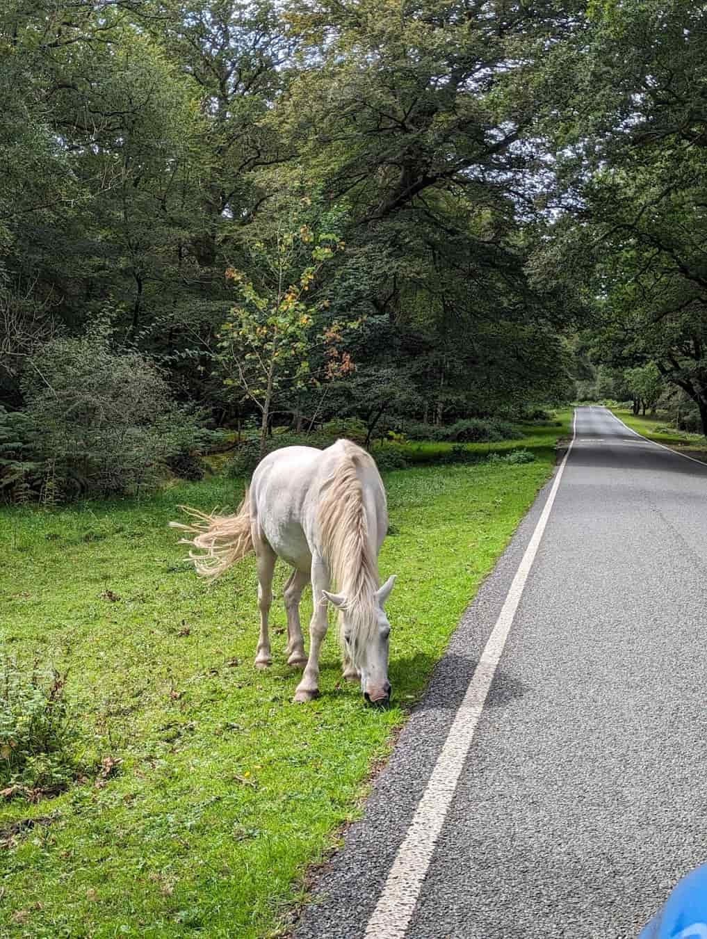 New Forest Horse, England New Forest Horse, England