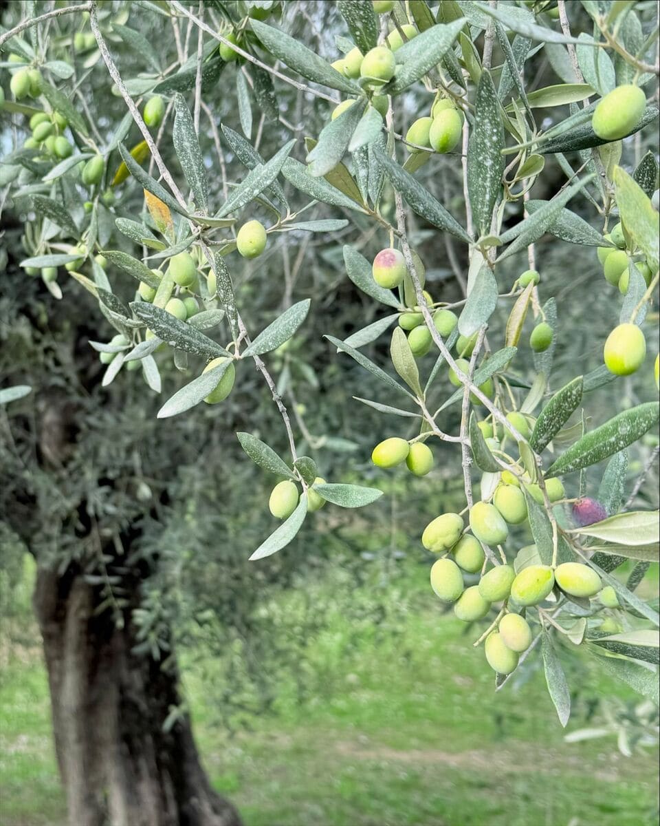 Olive grove, Cannes (2) Olive grove, Cannes