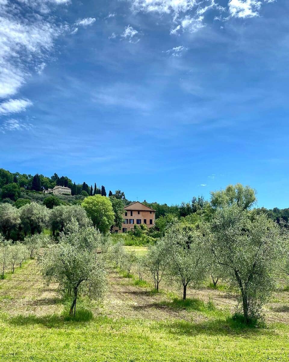 Olive grove, Cannes Olive grove, Cannes