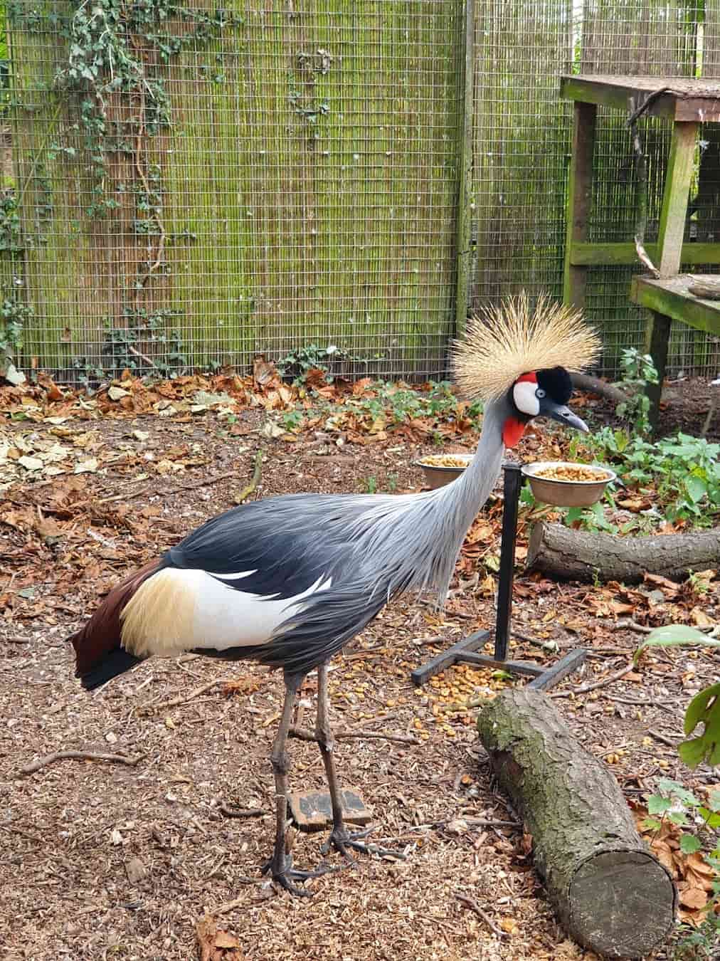 Owl & Bird of Prey Sanctuary Crowned Crane, Preston Owl & Bird of Prey Sanctuary Crowned Crane, Preston