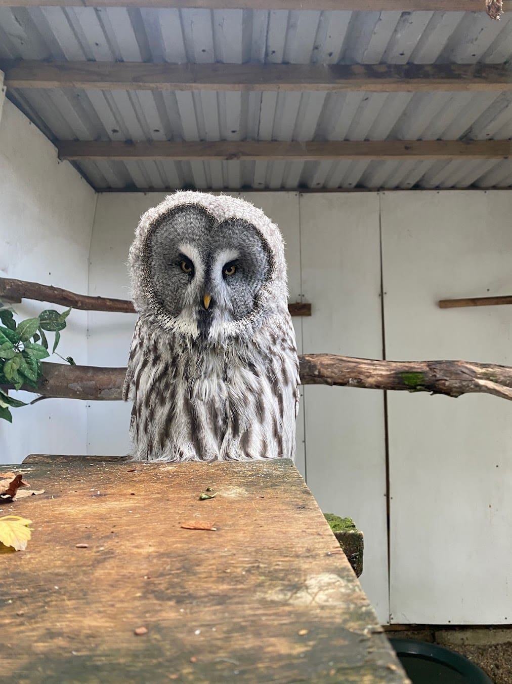 Owl & Bird of Prey Sanctuary Gray Owl, Preston Owl & Bird of Prey Sanctuary Gray Owl, Preston
