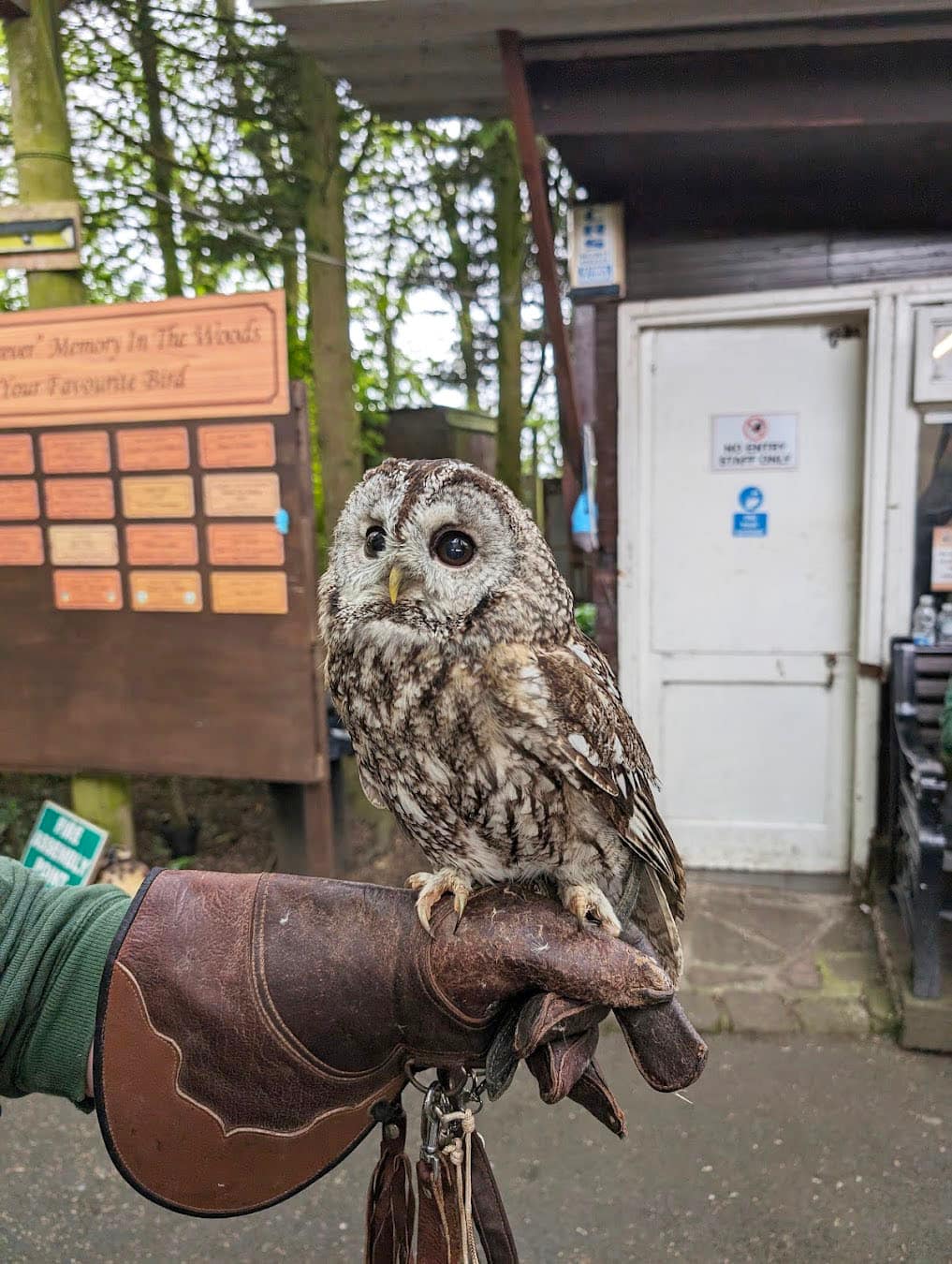 Owl & Bird of Prey Sanctuary Little Owl, Preston Owl & Bird of Prey Sanctuary Little Owl, Preston