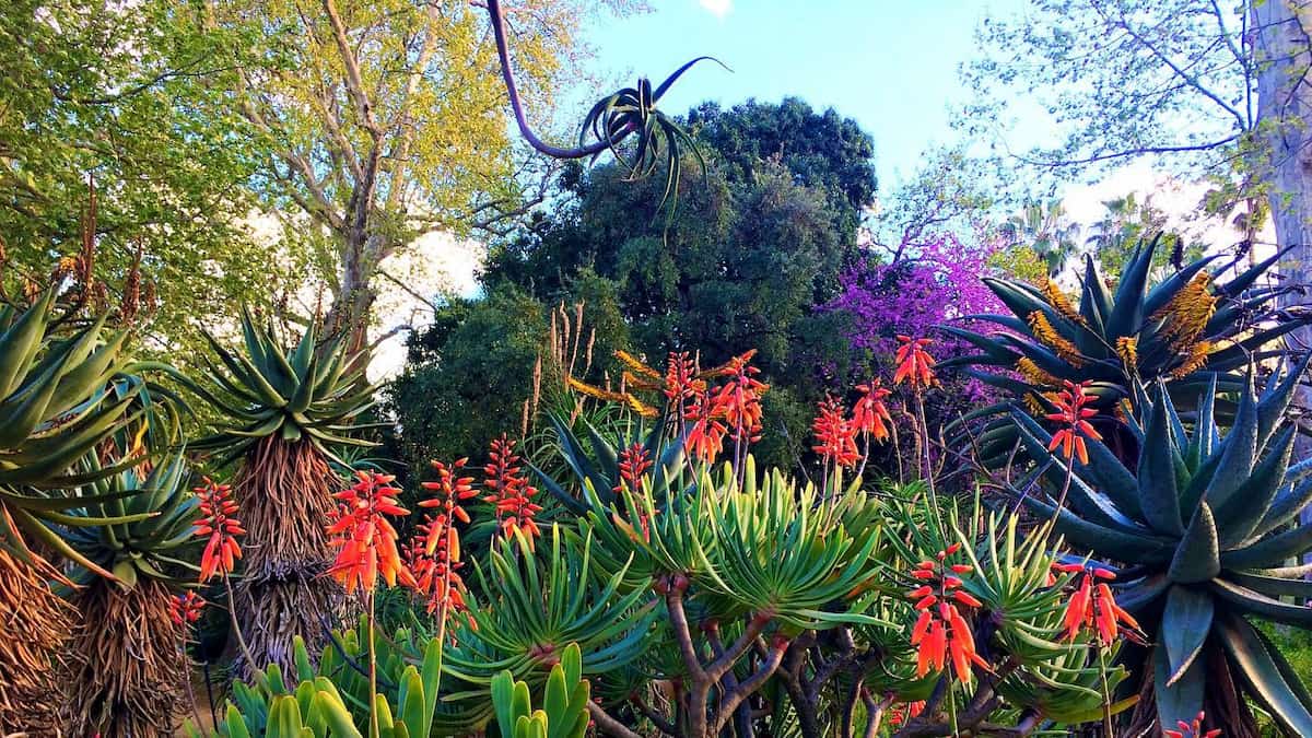 Palermo: botanical gardens Palermo: botanical gardens