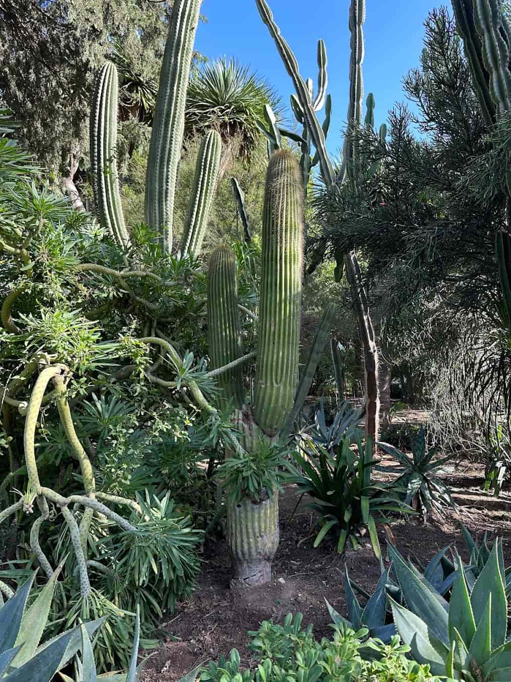 Parque Genovés Cactus, Spain Parque Genovés Cactus, Spain