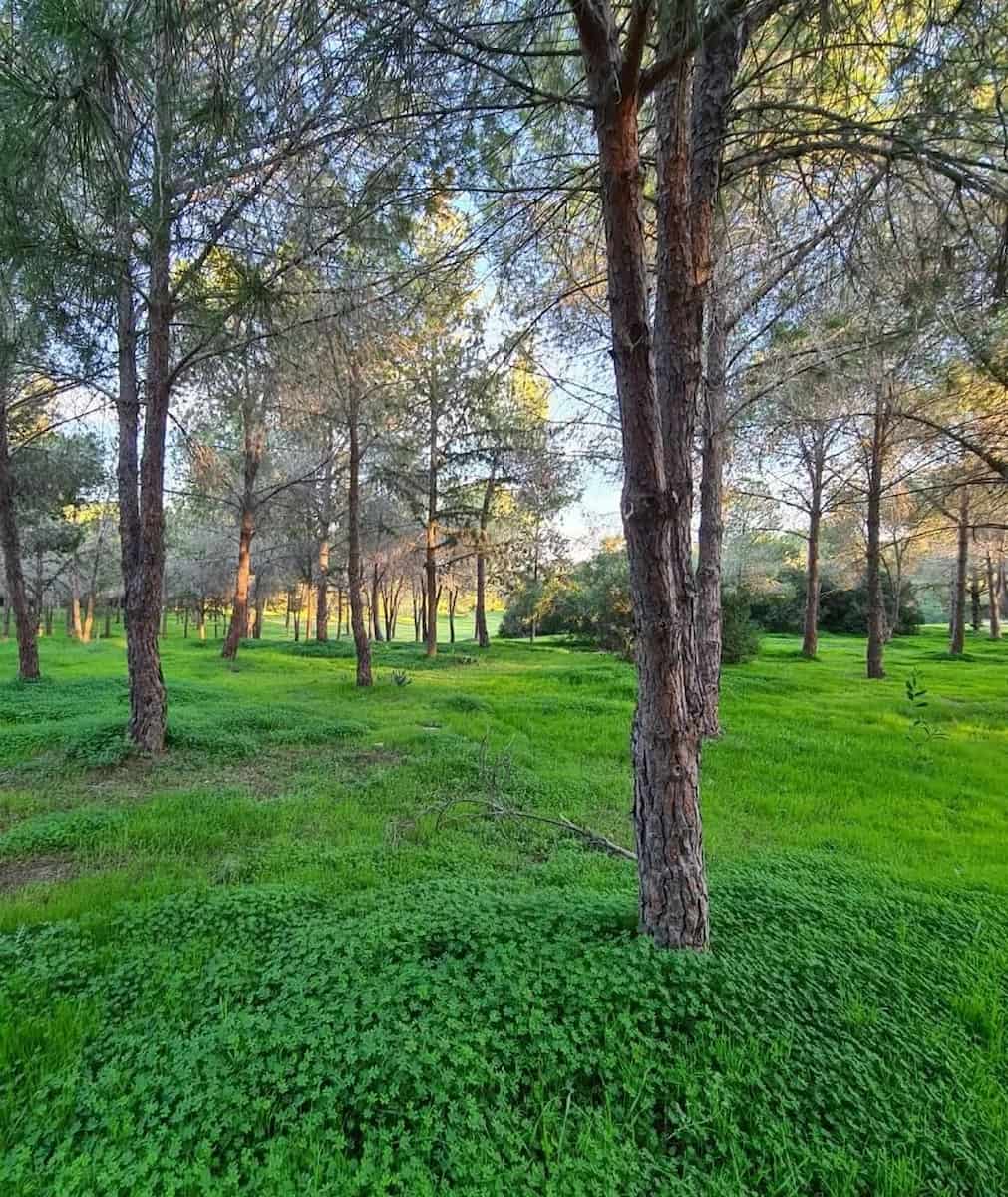 Pattihio Forest Park, Larnaca Pattihio Forest Park, Larnaca