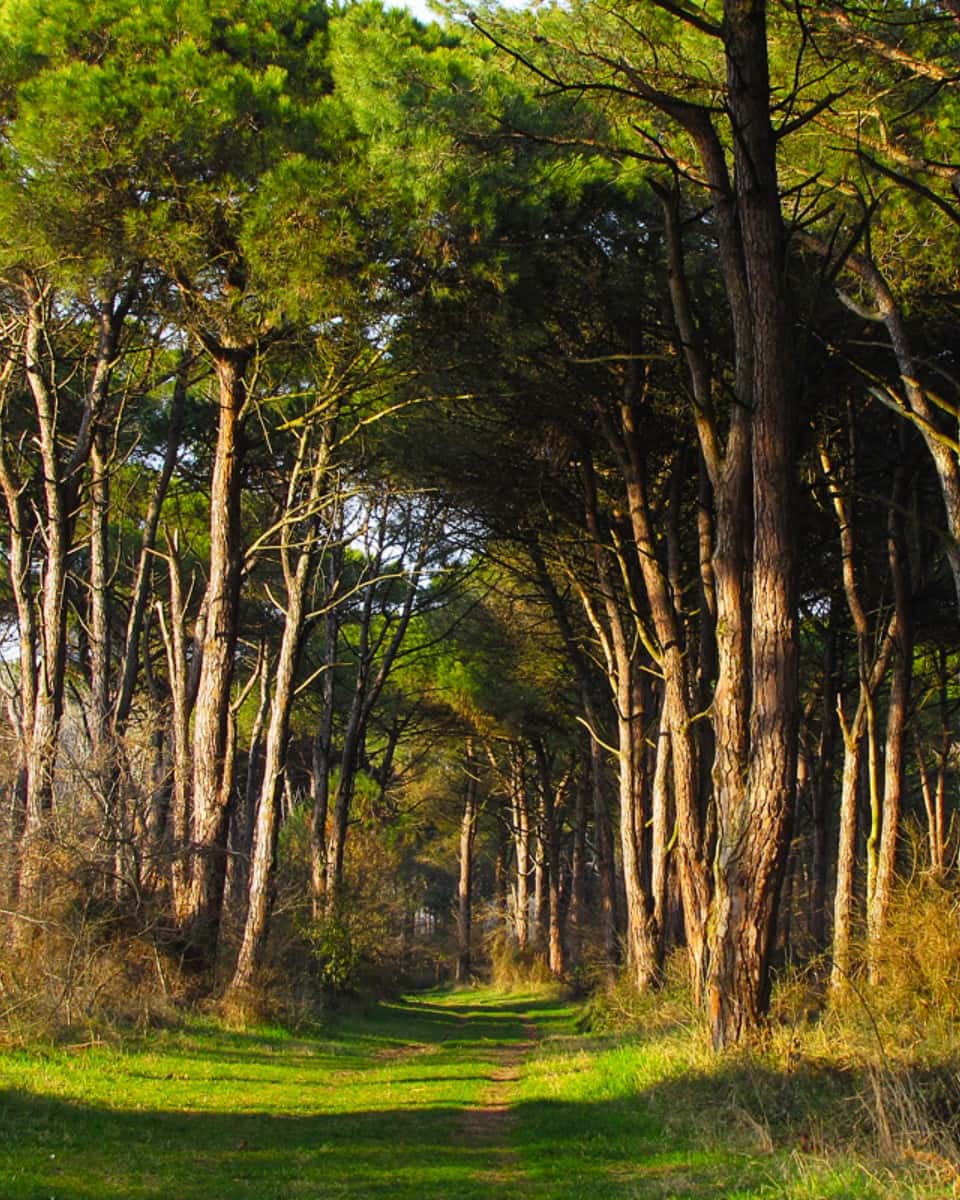 Pinewoods of Classe Pinewoods of Classe