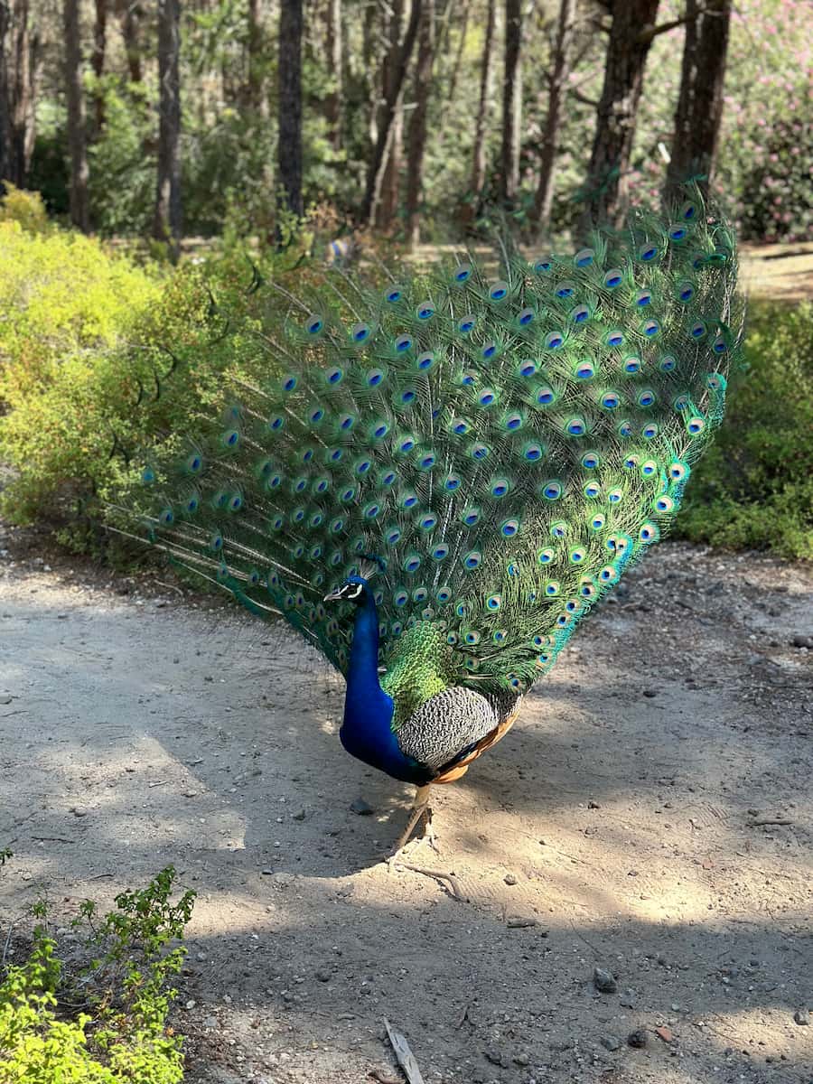 Plaka Forest Kos Plaka Forest Kos