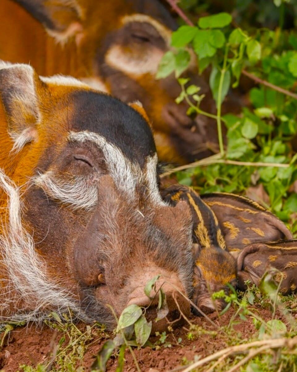 Red river hog, Paignton Zoo, Devon Red river hog, Paignton Zoo, Devon