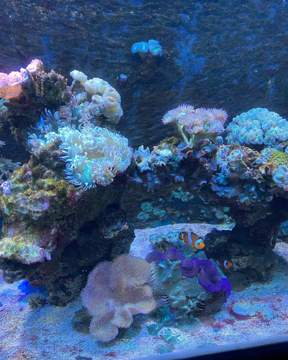 SEA LIFE Benalmadena SEA LIFE Benalmadena