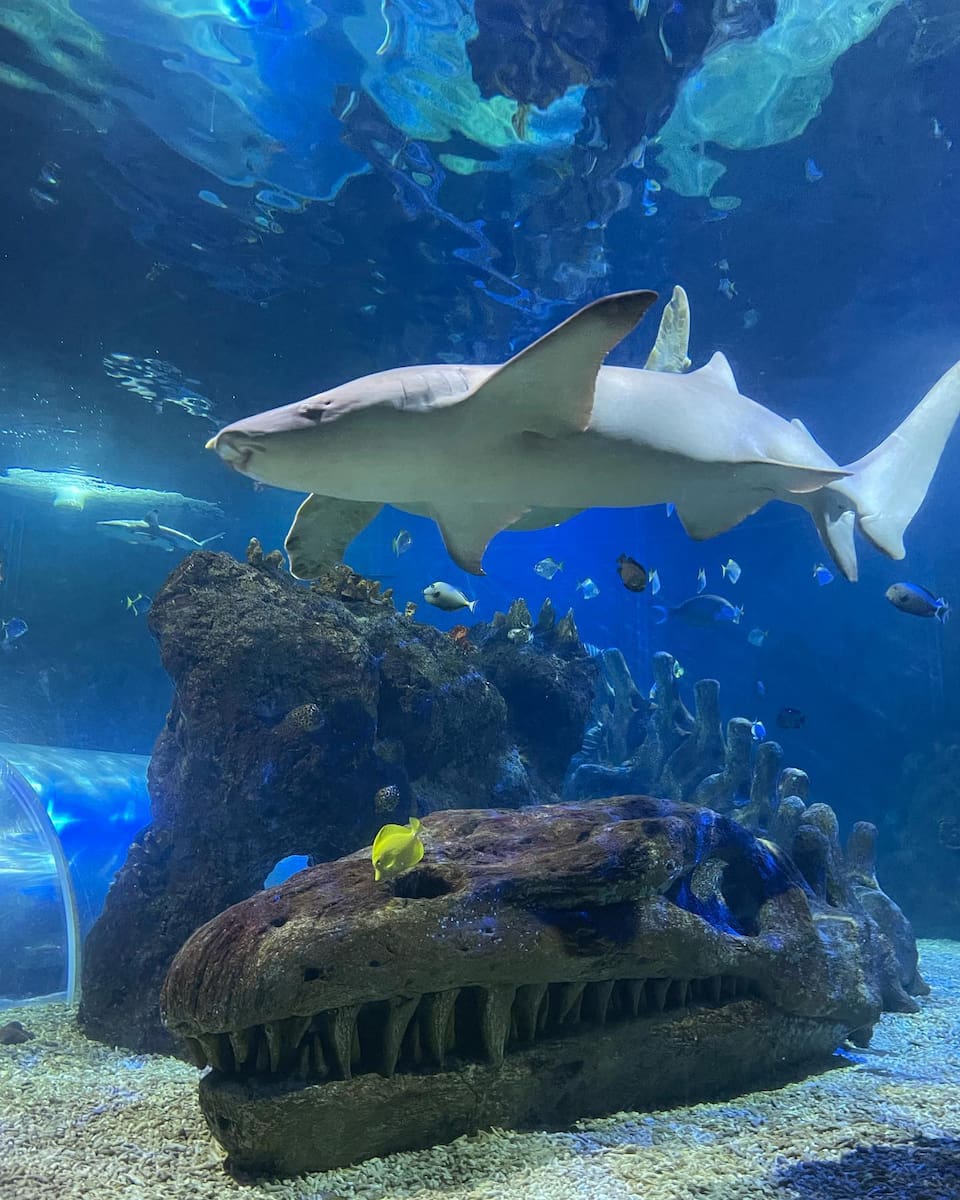 SEA LIFE Benalmadena SEA LIFE Benalmadena
